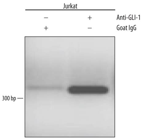 Human Gli 1 Antibody R D Systems 100μg Unlabeledantibodies