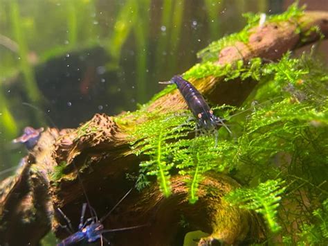 Krewetki Blue Tiger Orange Eye Caridina Olsztyn OLX Pl