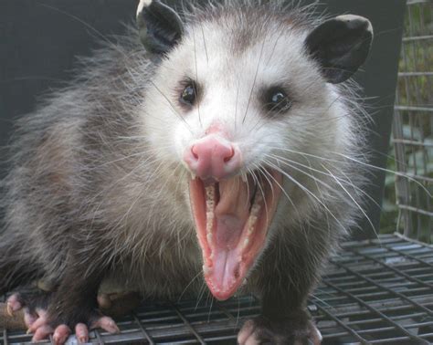 Outdoors: Possum actors | Interlochen