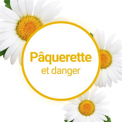 Le macérât huileux de Pâquerette est il dangereux