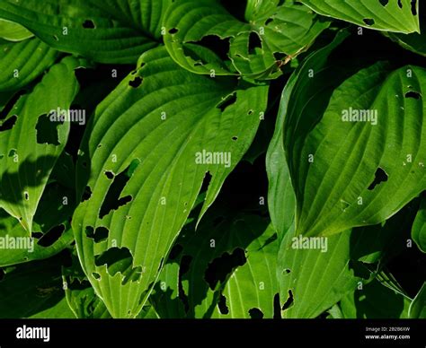 Leaves With Slug Damage Hi Res Stock Photography And Images Alamy