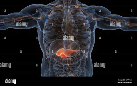 Organes internes humains pancréas avec vésicule biliaire Anatomie Photo