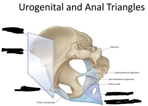 Diagram Of Gu Anatomy Lecture Quizlet