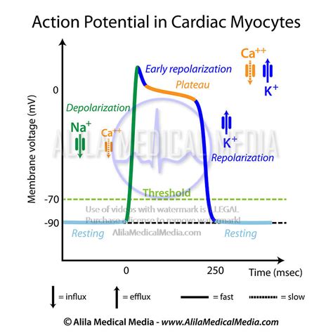 Action Potential