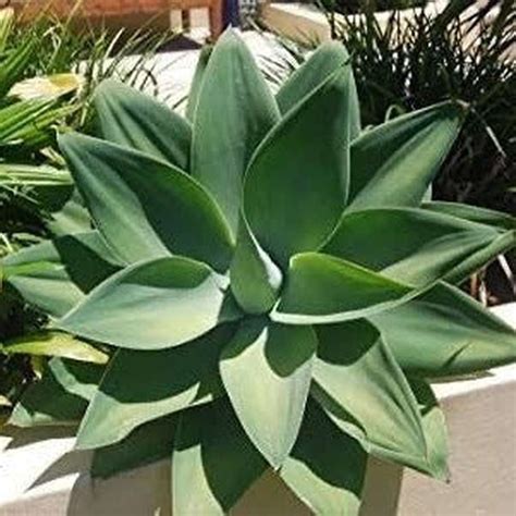 Agave Attenuata seeds – D&H Seed Harvest Co