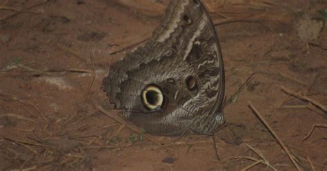 Borboleta Coruja Gigante 173536 Biofaces Bring Nature Closer