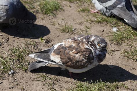 hungry pigeons living in the city 9509462 Stock Photo at Vecteezy