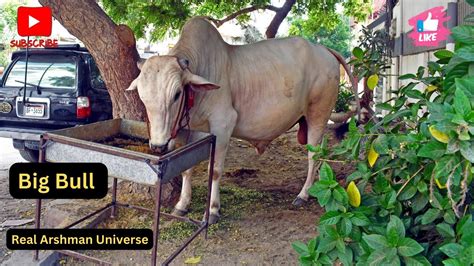 Big Bull For Qurbani Eid Ul Adha Bakra Eid Qurbani Ke Janwar