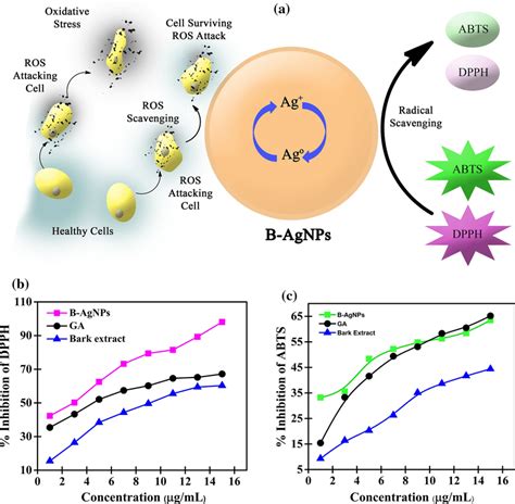 A Schematic Illustration Of The Radical Scavenging Action Of B Agnps B Download Scientific