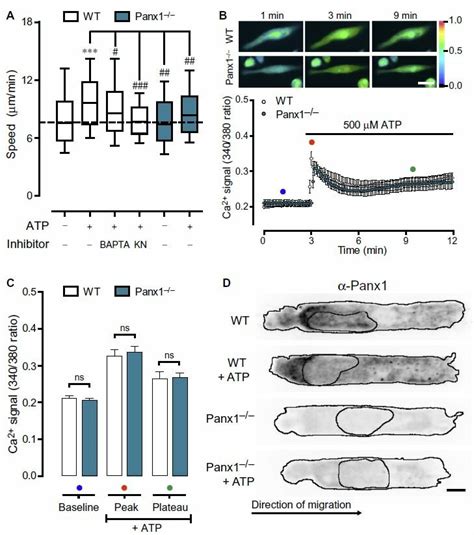 Panx1 Independent Ca2 Influx Is Required For The ATP Induced Migration