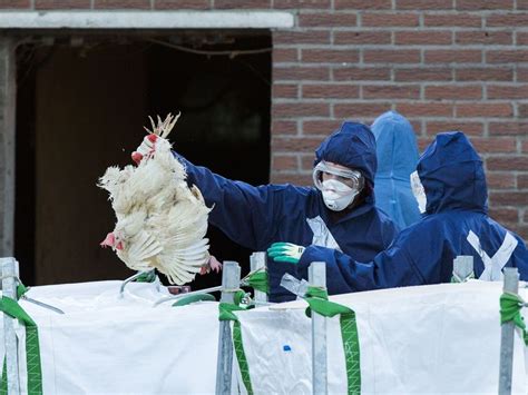 Voorbereiding Uitbraak Vogelgriep Bij Mensen Schiet Tekort Zeggen