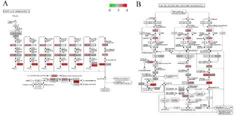 Kegg Pathway Analysis A Kegg Pathway Map Of Fatty Acid Degradation Download Scientific