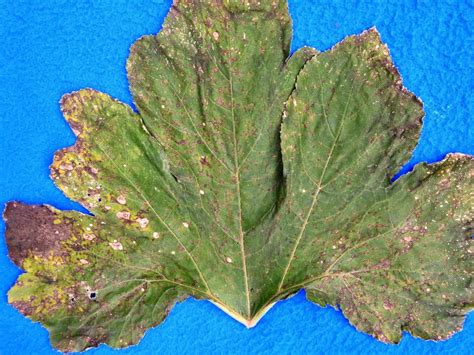 Xanthomonas Leaf Spot On Cucurbits Vegetable Pathology Long Island