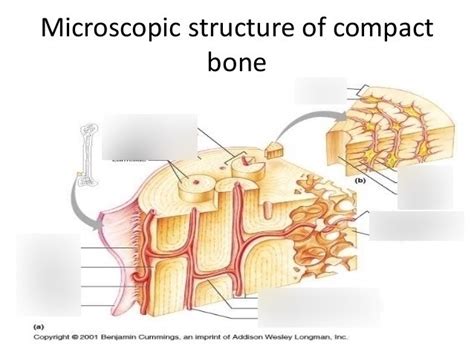 Chapter 6 Bones And Skeletal Tissues Diagram Quizlet