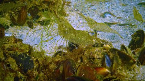 Palaemon Adspersus Commonly Called Baltic Prawn Shrimps Look For Food