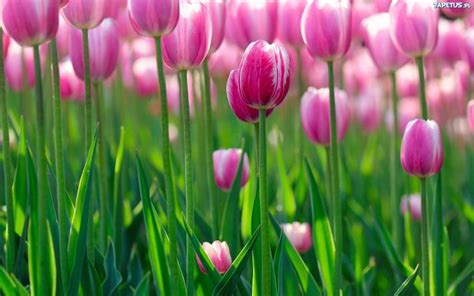 🔥 [50+] Free Tulip Wallpapers Screensavers | WallpaperSafari