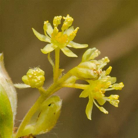 Sassafras facts and health benefits