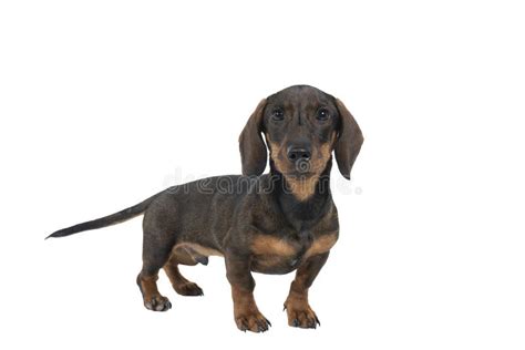 Escondido De Um C O Dachshund Preto Bicoloroso E Fio Bronzeado