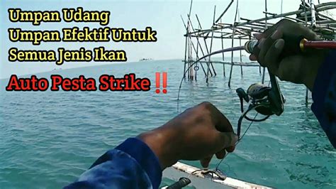 Mancing Dasaran Pakai Umpan Udang Umpan Segala Jenis Ikan Dilaut