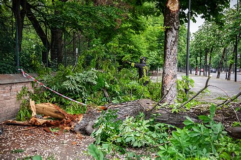 Paura In Via Farini Crollato Un Grosso Ramo Di Un Albero Dell Orto