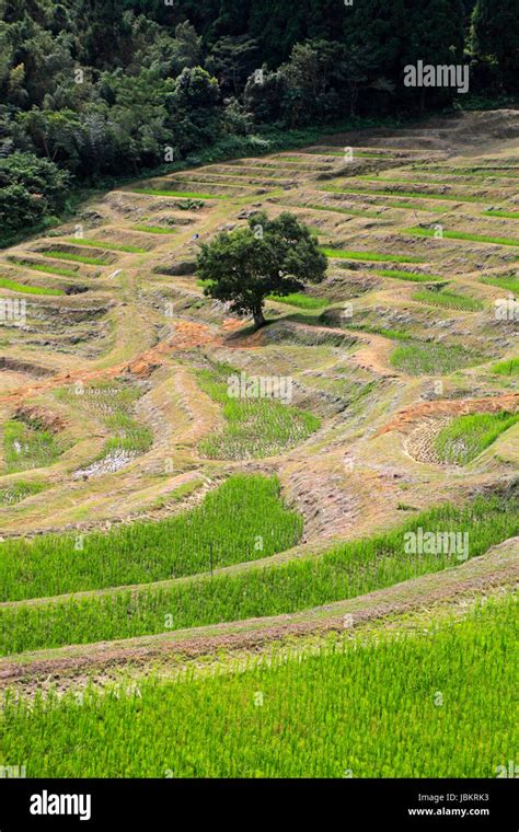 Oyama Senmaida Terraced Rice Field Kamogawa City Chiba Japan Stock