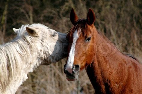 Two horses together | Stock image | Colourbox