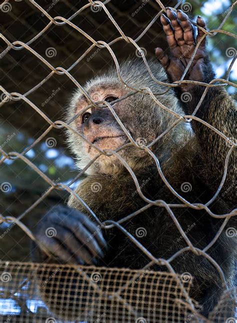 caged monkey stock photo image  captured fence lonely