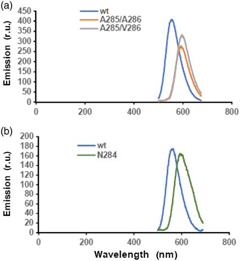 Local Conformational Constraint Of Firefly Luciferase Can Affect The