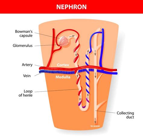 Estructura De Un Nephron Formaci N De La Orina Ilustraci N Del Vector