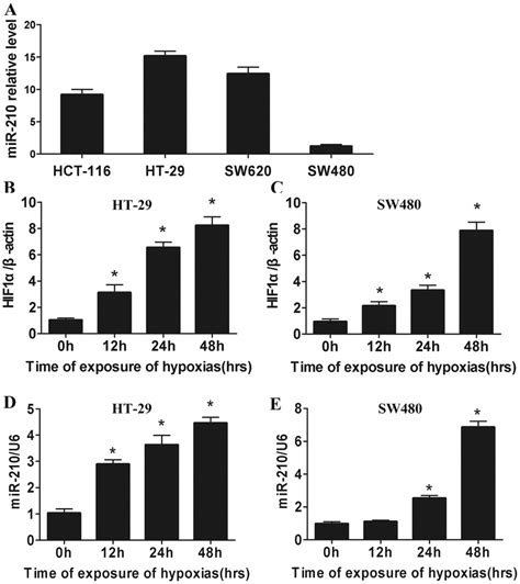 MiR 210 Is Induced By Hypoxia In CRC Cell Lines A MiR 210 Expression