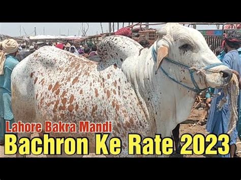 Sahiwal Cholistani Bachron Ke Rate Lahore Cow Mandi 2023 Qurbani Ka