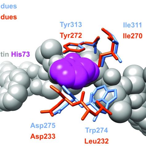 Structural Alignment Of SETD3 Amino Acid Residues Interacting With H73