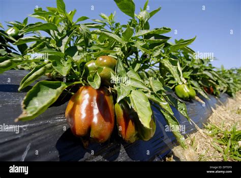 Green And Red Peppers Fresh Vegetable Produce And Fruit Truck Farming