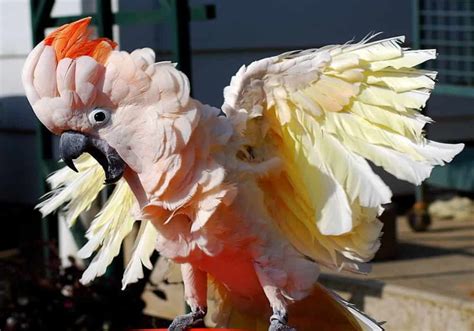 21 Spesies Burung Kakatua yang tersebar di dunia