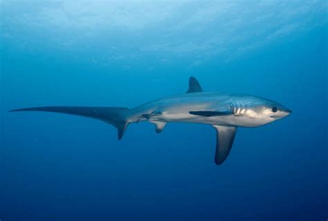 The Pelagic Thresher Shark Alopias Pelagicus SCUBA CENTER Eco Dive