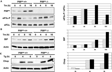 Control Of Perk Eif2α Kinase Activity By The Endoplasmic Reticulum