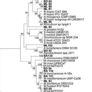 S Rrna Rflp Dendrogram Showing Genetic Relationships Among Reference