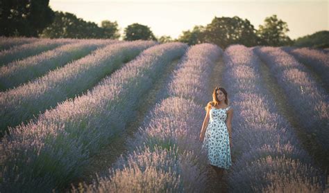 Lavender Fields Photos, Download The BEST Free Lavender Fields Stock ...