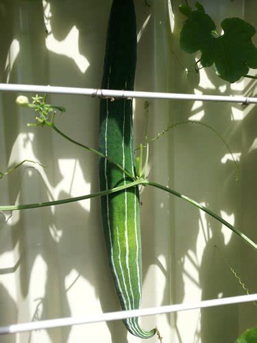 Snake Gourd Chinese Cucumber Potlakaaya Pudalankaai Padavalanga