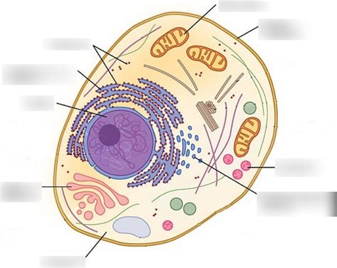 Eukaryote Micro Organisemen Diagram Quizlet