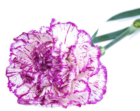 Purple Carnation Symbolism Top Meanings Give Me History