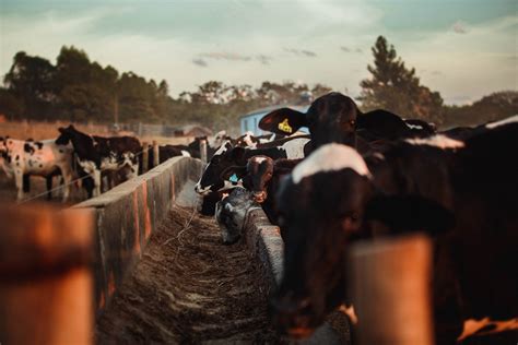 Agro Connection: New technology can make livestock more sustainable ...