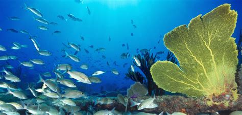 Stuart Cove Multi Day Dive Package | Scuba Dive Bahamas