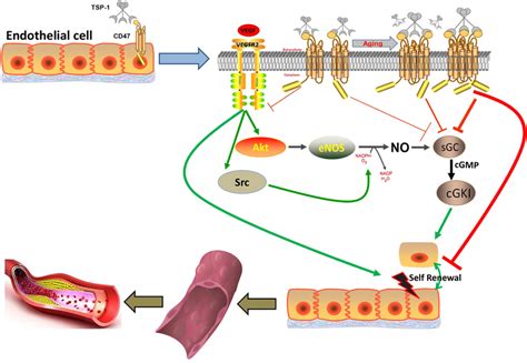 Aging Induced Cd47 Aggregation Enhanced Tsp1 Mediated Suppression Of Download Scientific