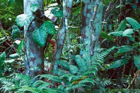 Camouflage Animals In Rainforest | RAINFOREST ANIMAL