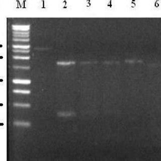 Bc Rep Pcr Fingerprint Profiles Of The Dsmz Bacillus Thuringiensis