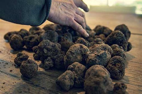 Come Realizzare Una Tartufaia Truffleland La Filiera Del Tartufo