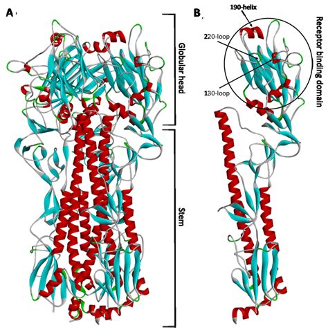 Protein Homology Model Of Influenza A Virus Haemagglutinin Protein