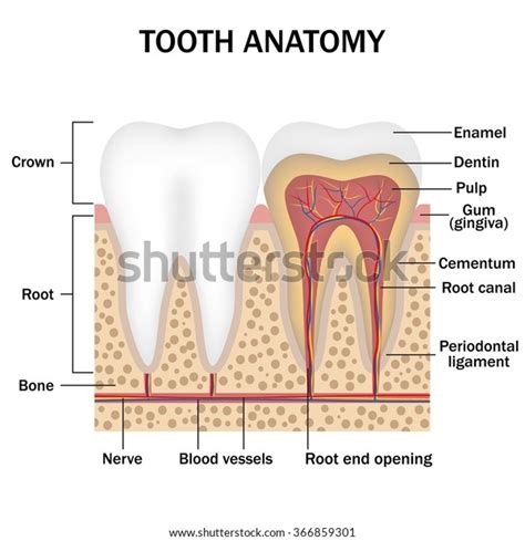 Illustration Anatomy Teeth Labeling เวกเตอร์สต็อก ปลอดค่าลิขสิทธิ์