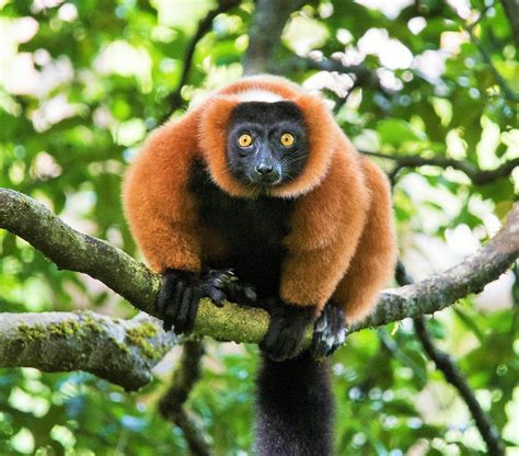 Red Ruffed Lemurs Black White Ruffed Lemurs AQUA FIRMA